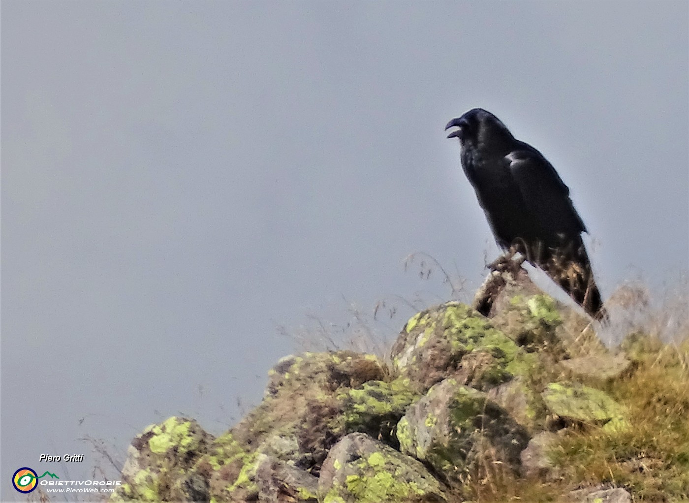 49 Sul cocuzzolo della montagna probabile corvo imperiale .JPG